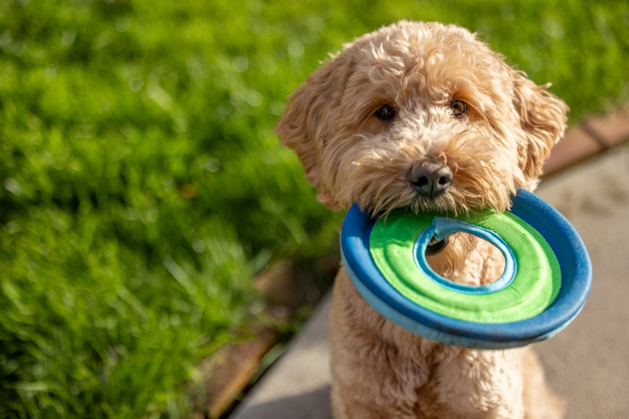 iStock-2151356648.jpg