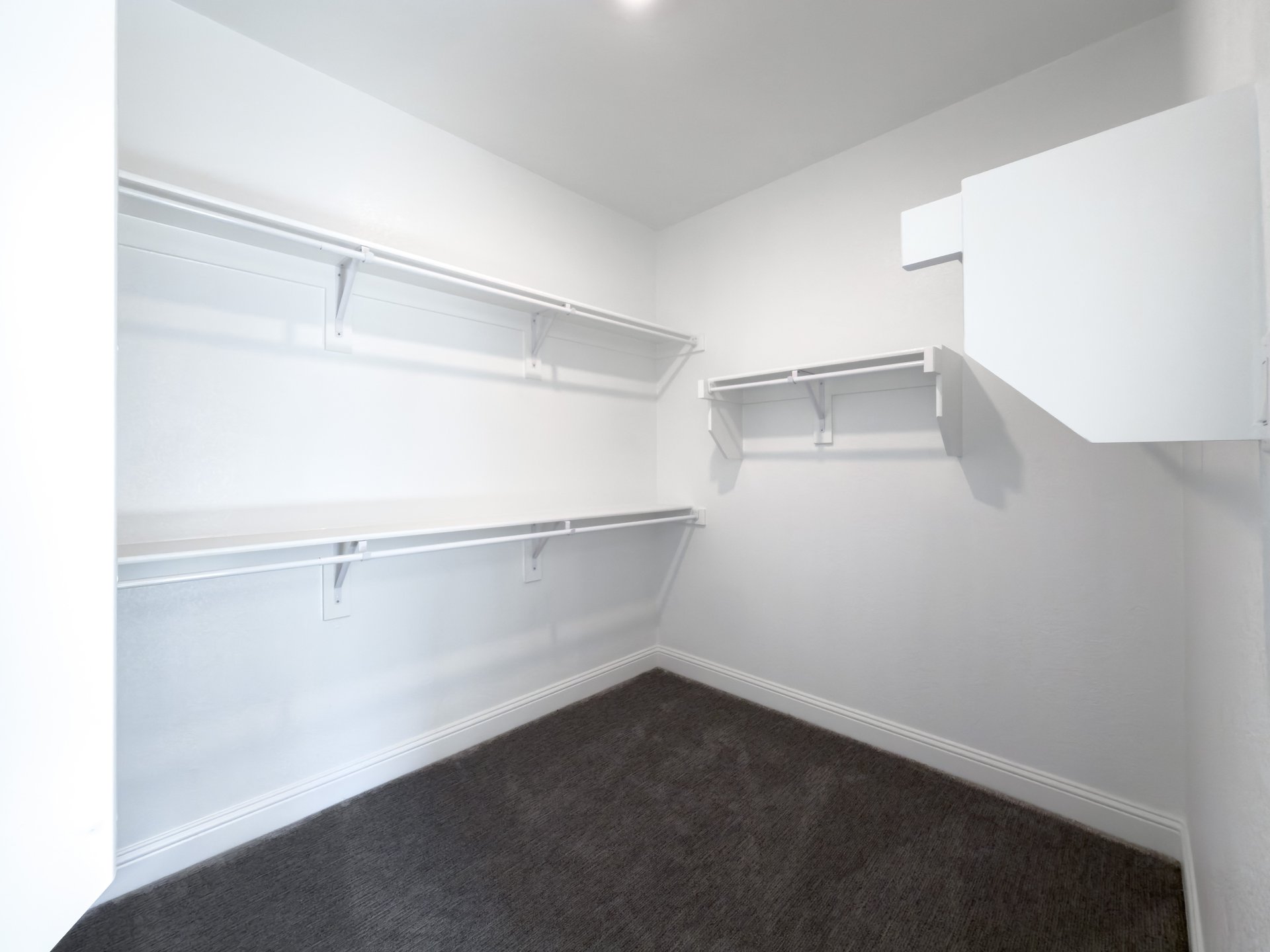 primary bedroom closet with carpet and white shelves