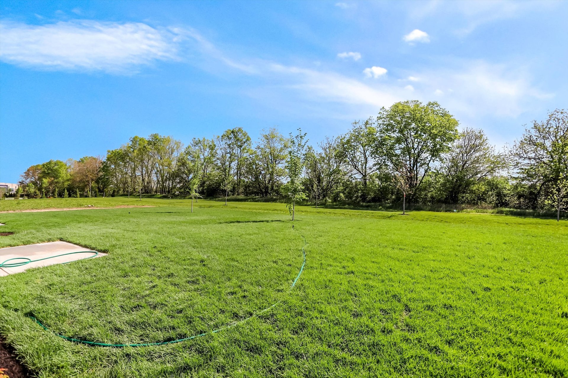 BAckyard.jpg